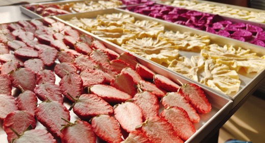 Freeze dried fruit samples showing slice thickness and finished appearance